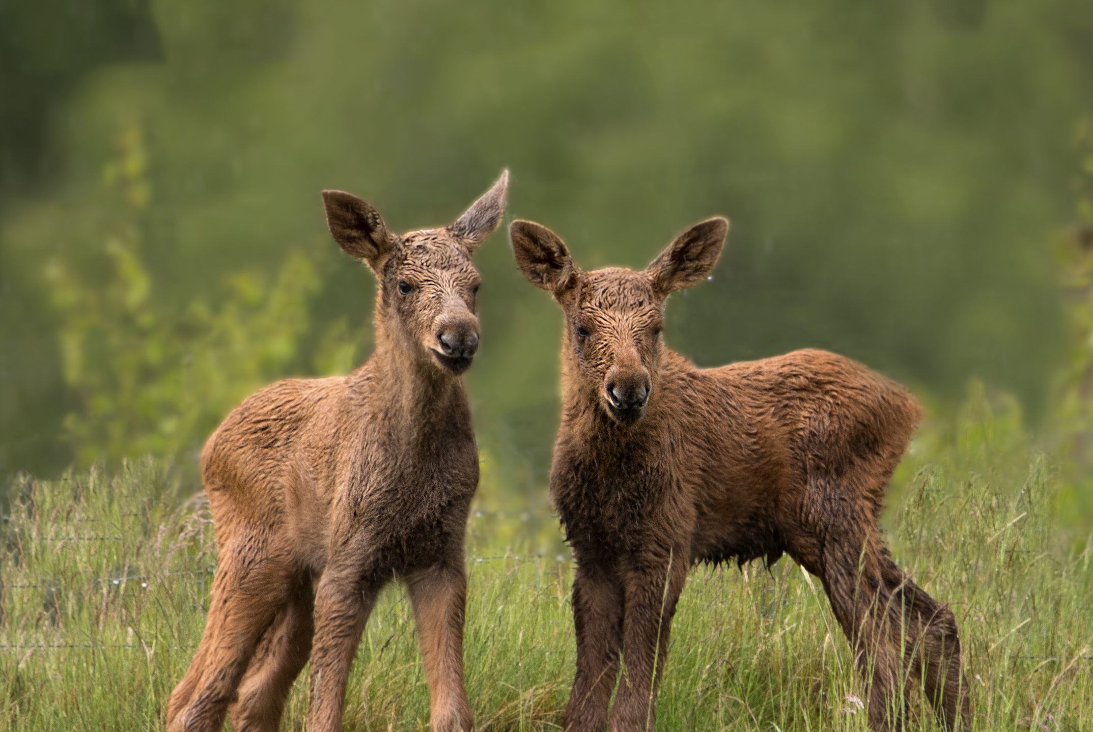 Two elk calves born in 2024 at Highland Wildlife Park, looking off camera IMAGE: Amy Middleton 2024